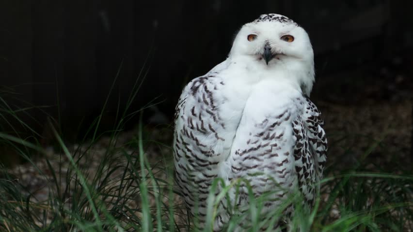 A large snowy owl (Bubo scandiacus) sits on the ground among grass. With its beak open, it rhythmically moves its throat, as if making a silent call.