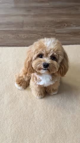 Cute Puppy Eating Treat from Hand Indoors.