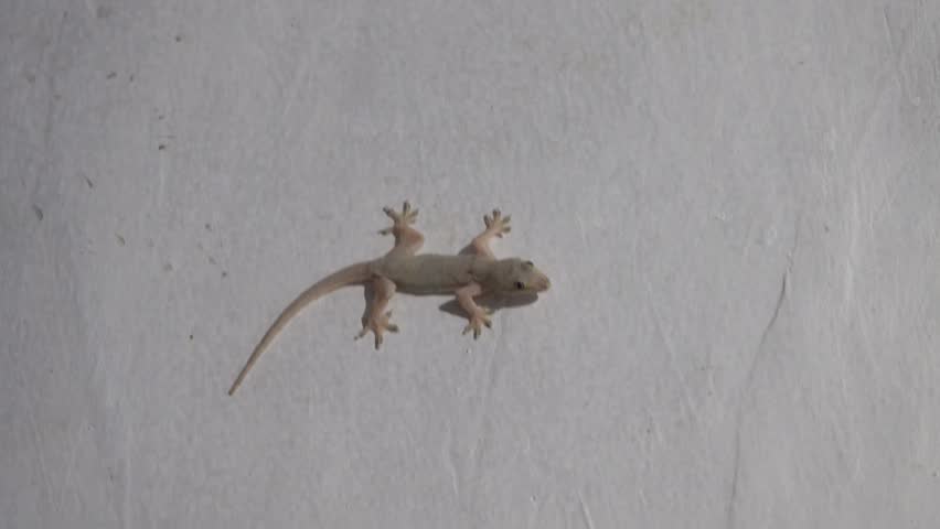 The gecko on the painted wall of the hotel is a typical tourist situation. As always, it