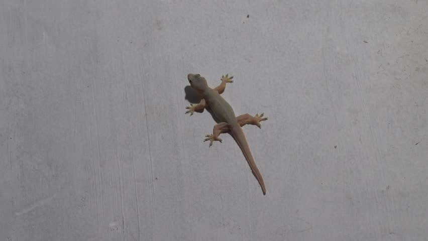The gecko on the painted wall of the hotel is a typical tourist situation. As always, it