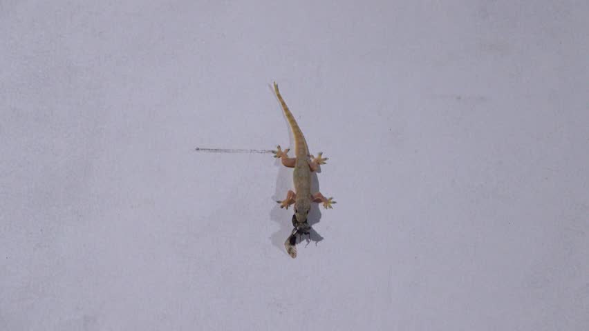 The gecko on the painted wall of the hotel is a typical tourist situation. As always, it