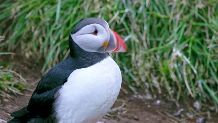 Watch an adorable black and white puffin lazily resting on a hillside in Iceland during summer, occasionally flapping wings or calling out.