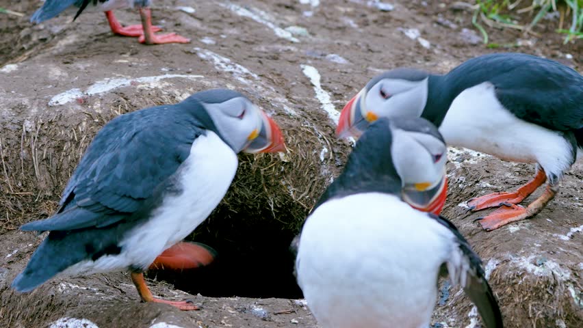 Observe two puffins squabbling with open beaks in Iceland summer, as the defeated one retreats backward in a lively scene.