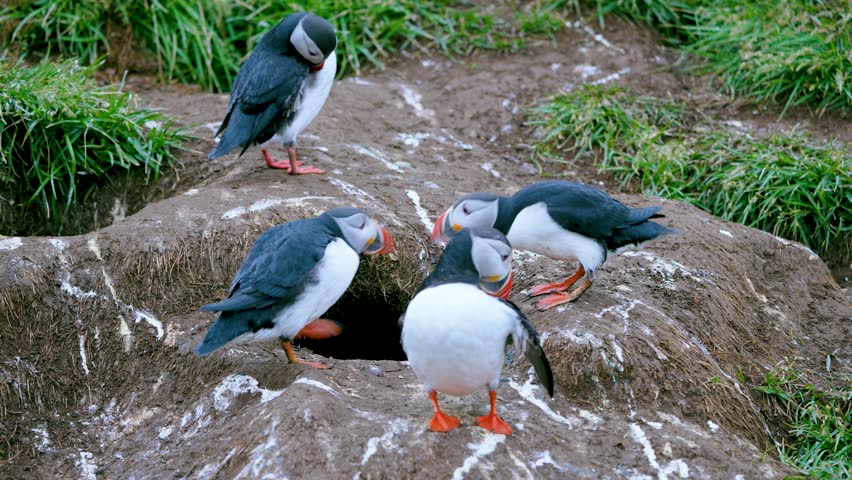 Two puffins in Iceland engage in a comical argument, squawking at each other on a rocky slope, with one eventually retreating in defeat, a charming summer wildlife scene.