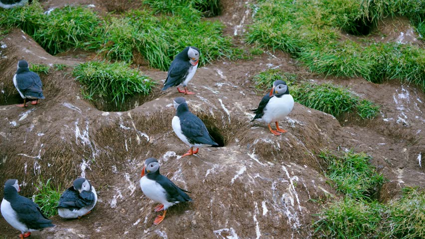 Several adorable puffins are seen resting peacefully in front of their nesting burrows on a grassy, rocky slope in Iceland during the summer season.