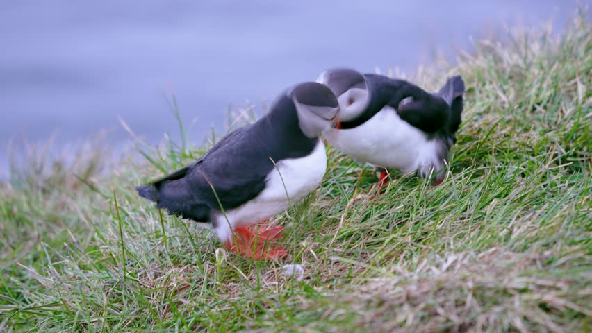 Two puffins in Iceland rapidly bob their heads and tap beaks on a grassy slope, engaging in what appears to be either playful interaction or a minor squabble during summer.