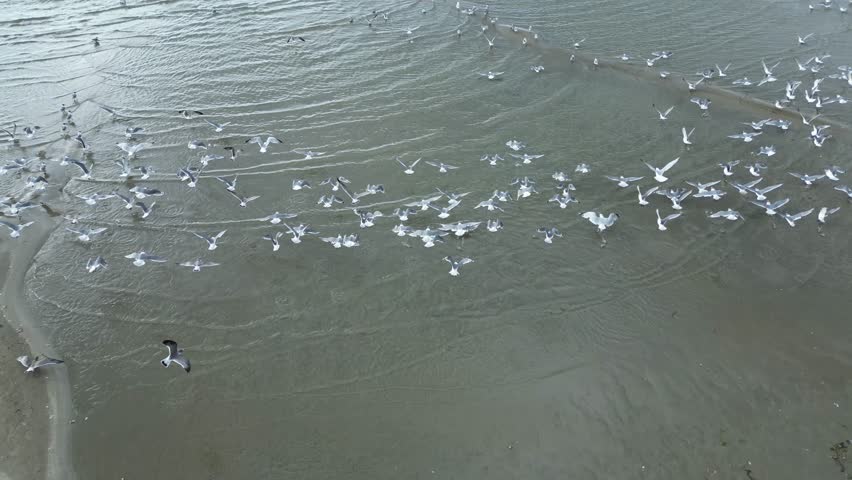 Aerial View of Drone Flying Over Beach with Seagulls and Boats – Coastal Summer Scene, Drone Footage Over Sandy Shoreline with Flying Seagulls and Anchored Boats, Scenic Aerial Shot of Beach, Birds