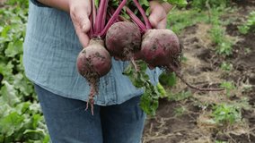 organic beet in hands vegetables garden homegrown food - Powered by Shutterstock - Get 15% off with code: PIKWIZARD15
