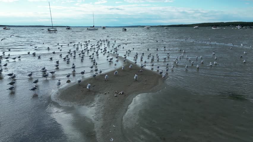 Aerial View of Drone Flying Over Beach with Seagulls and Boats – Coastal Summer Scene, Drone Footage Over Sandy Shoreline with Flying Seagulls and Anchored Boats, Scenic Aerial Shot of Beach, Birds