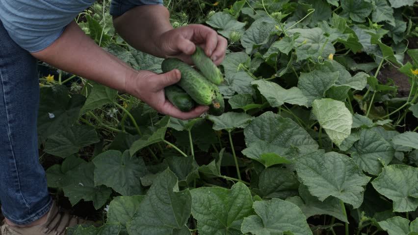 growing organic cucumber on ground vegetables garden