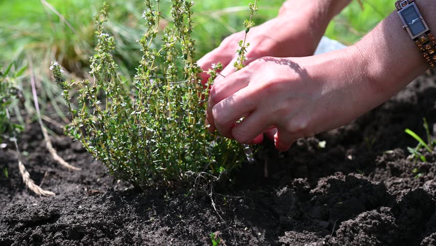 Woman cutting sprig of thyme herb for cooking with scissors close