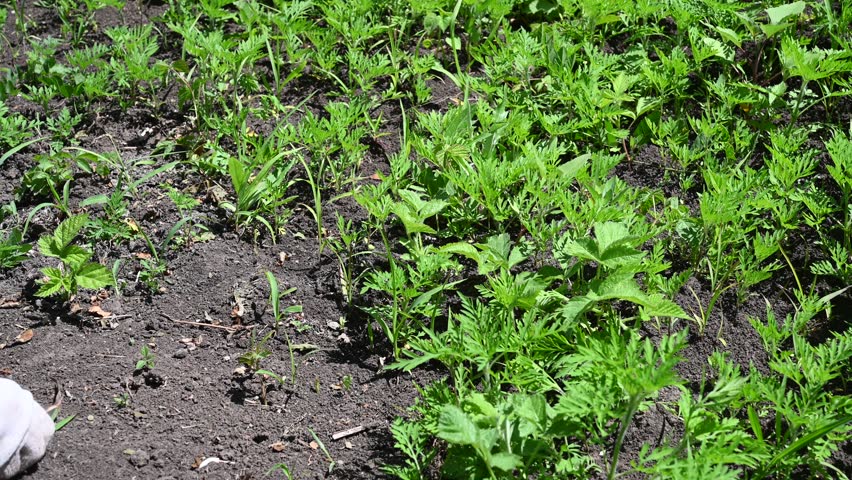 Removing weeds in the home garden. Cleaning the top layer of soil in the garden from plants. A hand in gardening gloves pulls out a weed