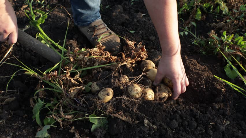 harvest of potatoes roots on ground vegetable garden