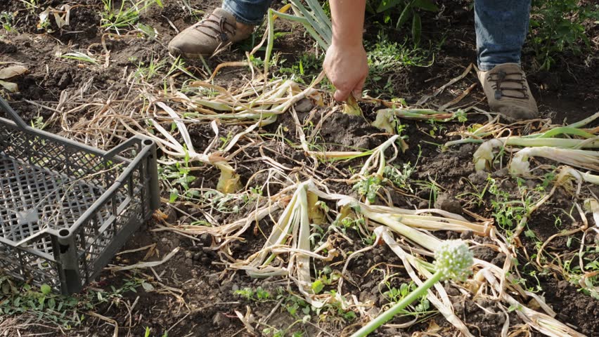 harvesting organic onions on ground vegetables garden 