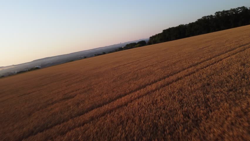 Cinematic FPV drone flying low and fast over golden summer wheat fields with green trees in warm morning light