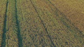 notification icons rising from bottom to top over crop field with tractor tracks, showing data flow. Agrarian, technology, data, analytics, modern, landscape, progress - Powered by Shutterstock - Get 15% off with code: PIKWIZARD15