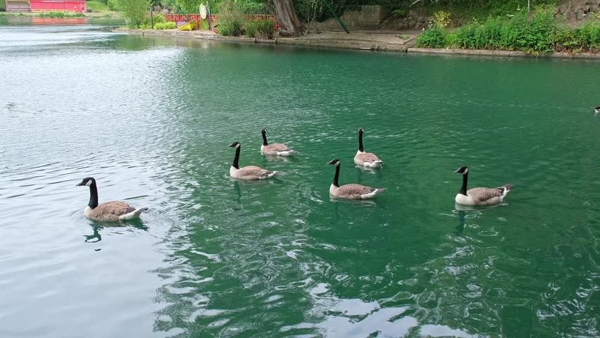 Wild Canadian geese swimming on the pond in Peasholm Park in the seaside town of Scarborough. Static camera shot