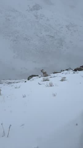 Bighorn sheep in the Nevada snow