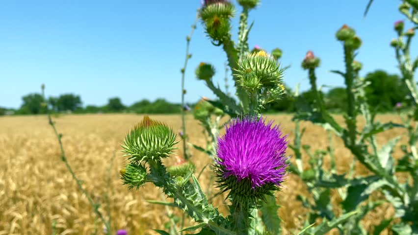 Thistle flower on wheat field. Close-up: thistle flower against blurred wheat field. Concept: cultivation of grain crops with using natural fertilizers gives weeds like thistle chance to survive