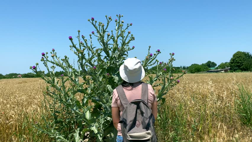Lady in front of thistle. Slow motion video: lady looking at top of thistle, on field of ripe wheat. Concept: world is abundant, there is place in it for every manifestation of life: wheat and thistle