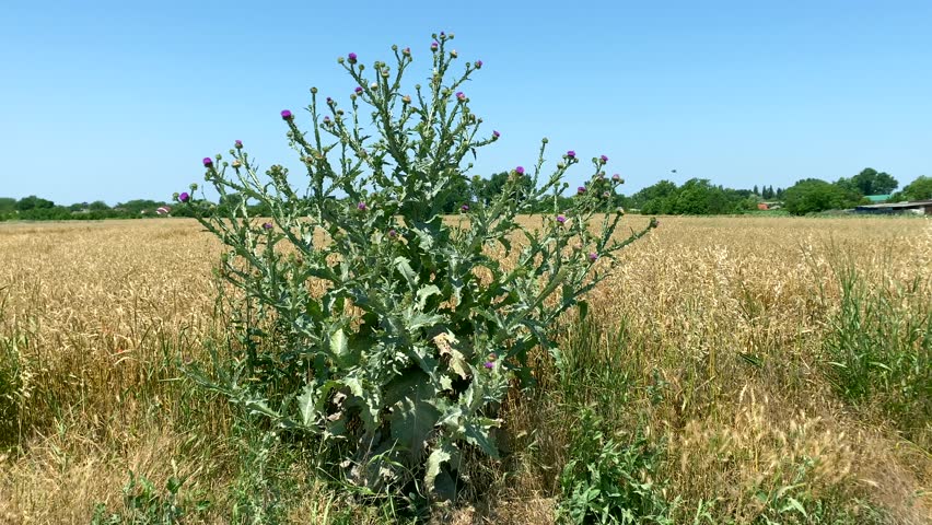 Lady walks past wheat field and thistles on side of road. Slow motion video of lady walking lightly past field of wheat and thistles. Concept: growing organic wheat means protecting environment