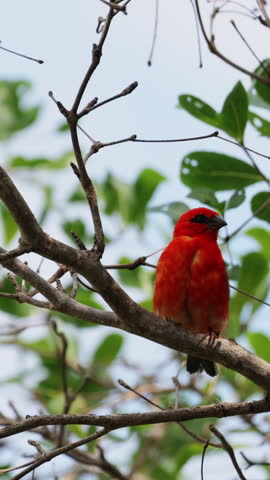 Bright red fody bird with vivid plumage walks peacefully through green leaves in its natural tropical habitat, showcasing the delicate beauty and charm of small wild birds in their environment