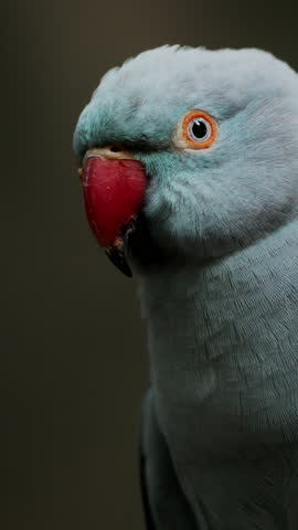 Close-up of a single Indian ringneck parrot perched on a tree branch, showcasing its vibrant green feathers, curved red beak, and alert eyes, captured in bright natural daylight in a tropical aviary