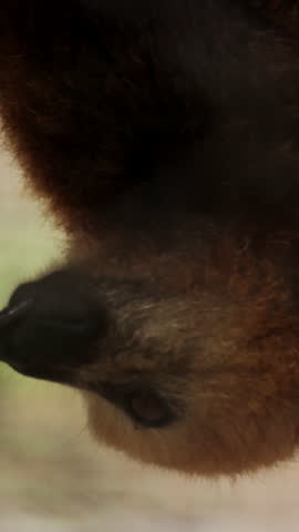 Male Mauritian flying fox hanging upside down from a tree branch, grooming and cleaning its fur with claws and mouth in natural daylight, captured in close-up in a tropical forest environment