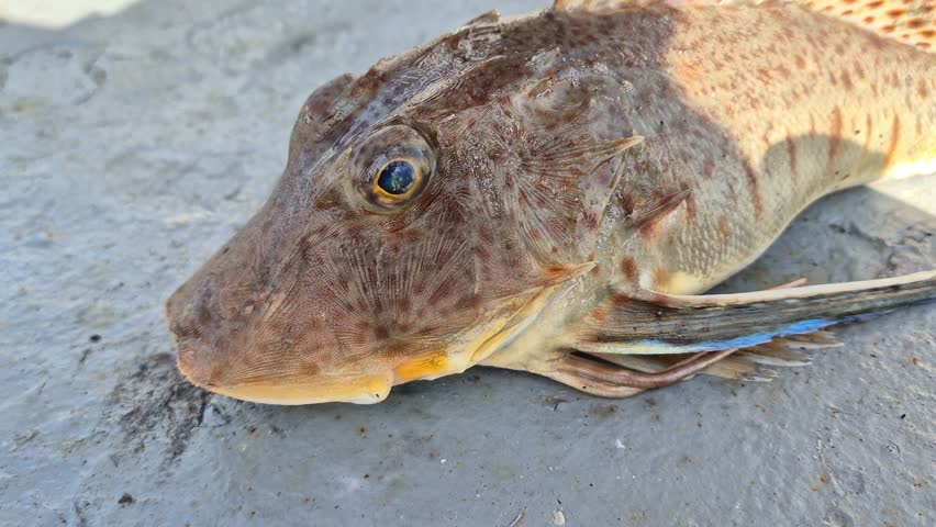 Gurnard fish (family Triglidae) with a prominent spiny head and large fan-shaped pectoral fins, jumping to return to the water