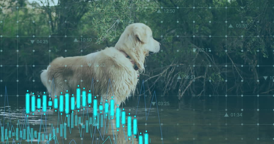 Emerging retriever wading river, overlaying grid and teal bar chart, cycling icons visualizing data. Animal, nature, technology, data, ecology, analytics, outdoor