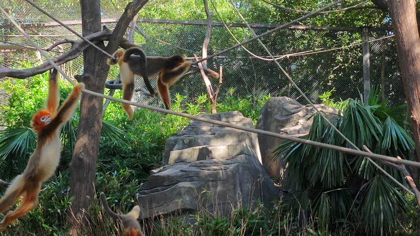 three golden snub-nosed monkeys play on the rope in sunny afternoon in the zoo