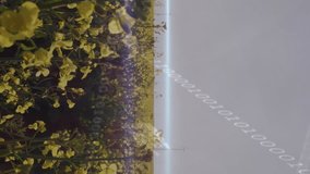 Wind turbines spinning in yellow flower field with financial data animation overlay. Sustainability, energy, renewable, green, environment, investment - Powered by Shutterstock - Get 15% off with code: PIKWIZARD15