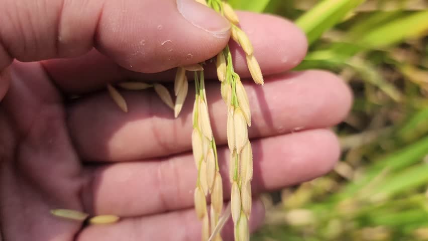 Hand holding Rice in the rice field, Ear of rice at plantation close-up, Rice grains, Paddy in organic farm