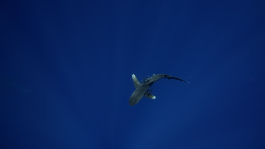 Underwater freediver and sperm whale. Two species meet in deep. Sperm whale and diver meet in open ocean under strict ethical guidelines. Responsible eco-tourism supports marine protection education.