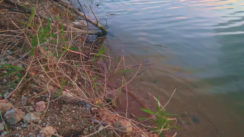 Plants and Sand on the Shoreline