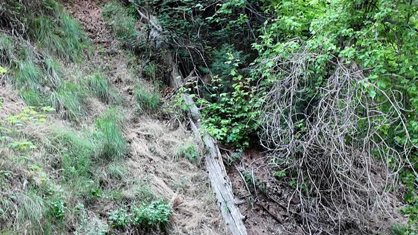 Wild deer feeding from tree at Zion national park utah, deer in natural habitat