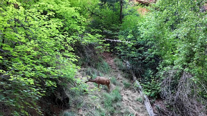 Wild deer feeding from tree at Zion national park utah, deer in natural habitat