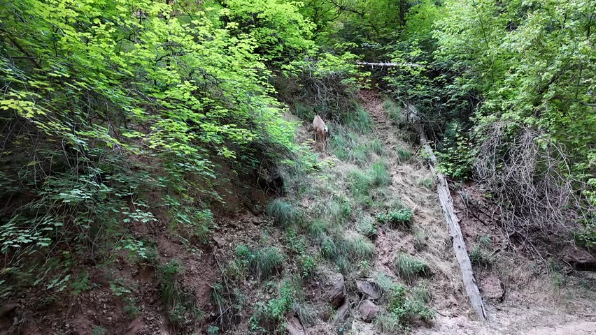 Wild deer feeding from tree at Zion national park utah, deer in natural habitat