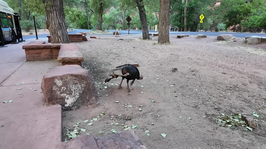 Wild turkey roaming around Zion national park utah in summer