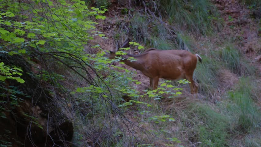 Wild deer feeding from tree at Zion national park utah, deer in natural habitat