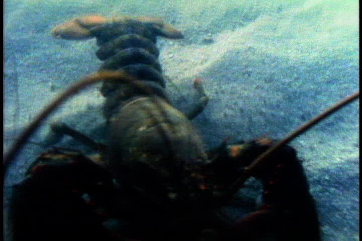 CAPE COD, MASSACHUSETTS - CIRCA OCTOBER 1980: Lobster scurries back along sandy ocean floor.