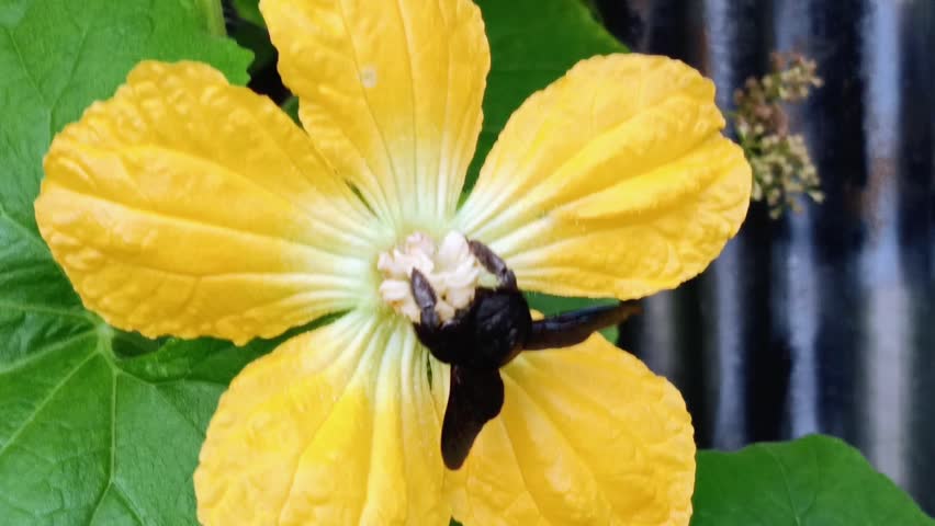 Bangbara or carpenter bee (xylocopa violacea), a large black bee with a yellow back that collects nectar from pumpkin flowers
