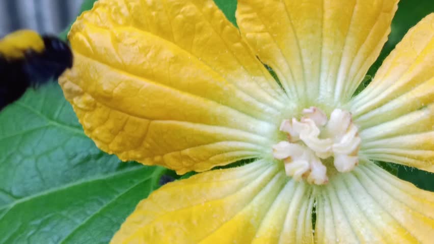 Bangbara or carpenter bee (xylocopa violacea), a large black bee with a yellow back that collects nectar from pumpkin flowers