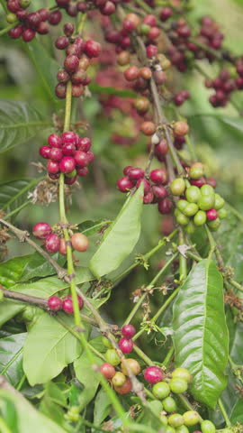 Close-up of coffee farmer hand picking or harvesting red ripe robusta cherries, caffea canephora, on tree or plant in farm or plantation