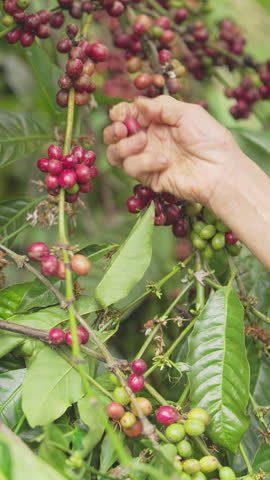 Close-up of coffee farmer hand picking or harvesting red ripe robusta cherries, caffea canephora, on tree or plant in farm or plantation