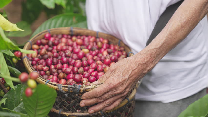 close-up, traditional basket full of harvested ripe red robusta, coffea canephora, coffee berries or cherries, farmer hand, plantation, farm, Bali, Indonesia