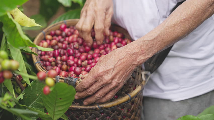 close-up, traditional basket full of harvested ripe red robusta, coffea canephora, coffee berries or cherries, farmer hand, plantation, farm, Bali, Indonesia