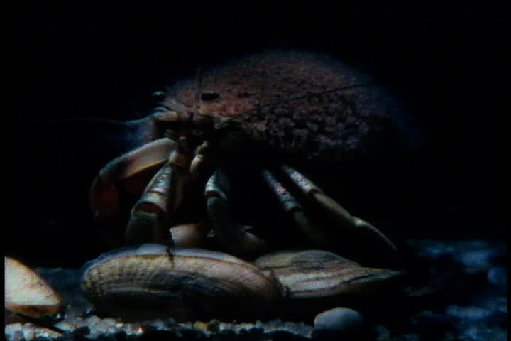 CAPE COD, MASSACHUSETTS - CIRCA OCTOBER 1980: Hermit crab with hydroids on its shell.