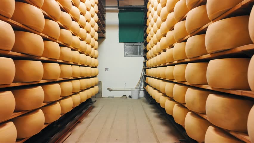 Traditional production process of Parmigiano-Reggiano hard cheese on a small dairy farm in Parma, Italy. Factory maturation room with shelves storing Parmesan cheese wheels aging for up to 5 years 