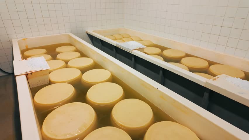 Traditional production process of Parmigiano-Reggiano hard cheese on a small dairy farm in Parma, Italy. Factory maturation room with shelves storing Parmesan cheese wheels aging for up to 5 years 